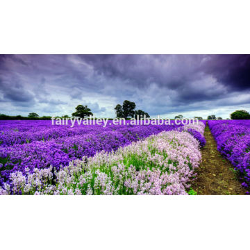 High Germination Rate Lavender Seed For Sale